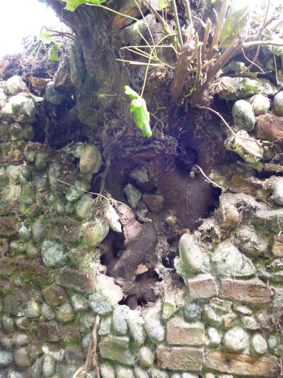 South wall before 2013 restoration, tree growing within it