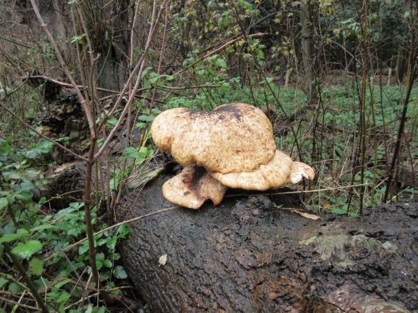 Fungus on ash