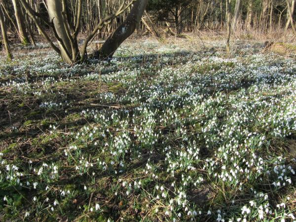 Snowdrops in Greyfriars Wood