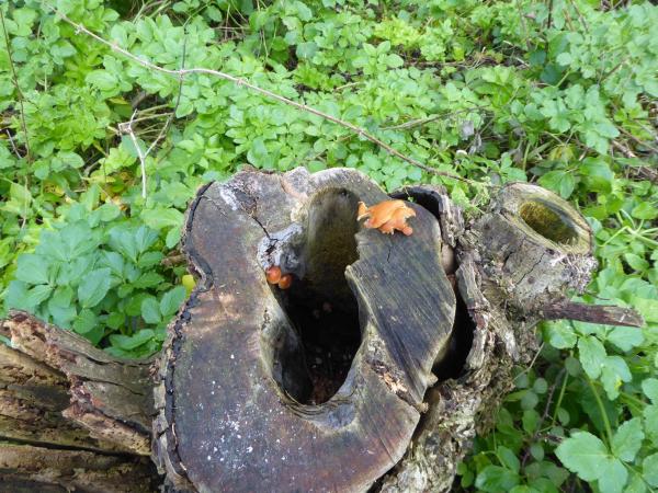 Unknown fungus Jan 2020